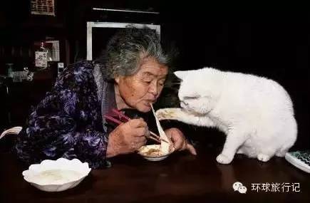 老人和猫