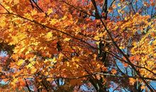 我最喜欢的秋天