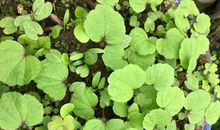 阿婆的花园我的乐园