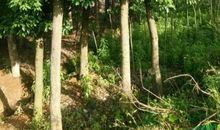 我心中的市树——香樟树