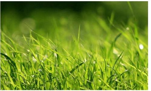 在地面上生长的草