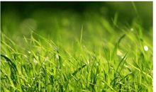 生长在大地上的小草