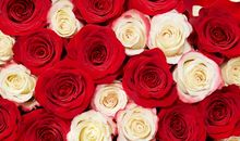 一枝玫瑰的旅程