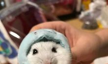 我家的新成员——小仓鼠