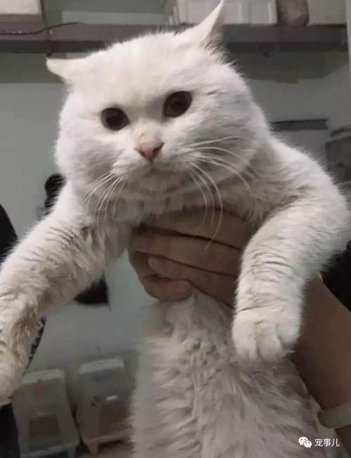 那只猫