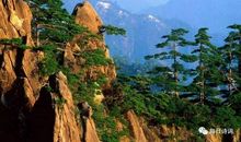 在黄山我愿意做一棵千年老树