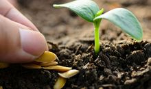 是种子总会发芽