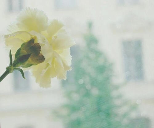 花开的时候