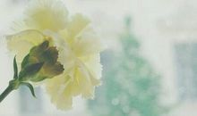 时光里的花开无涯