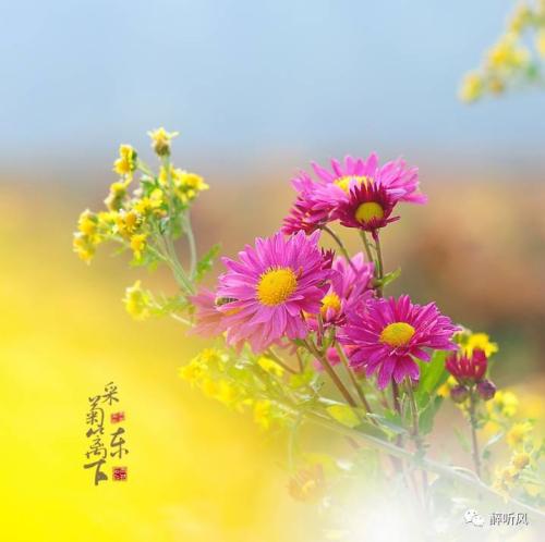 在心脏里种菊花