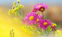 在心里修篱种菊