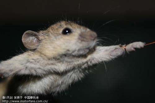 担心的老鼠