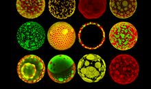 显微镜里的奇妙世界