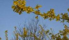 校园的迎春花棚