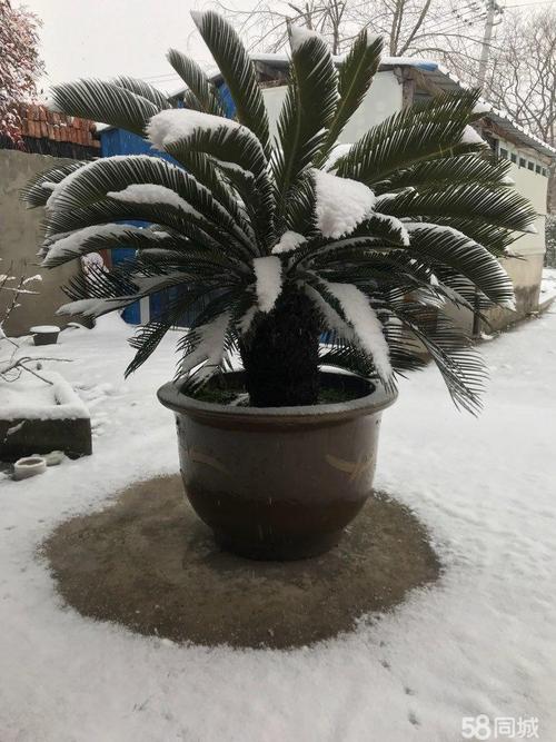 蜘蛛植物和铁树