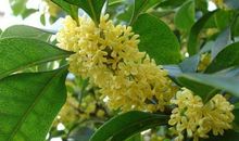 那年桂花依旧开