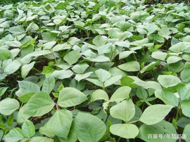 绿豆向往阳光