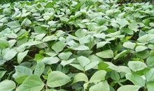 向往阳光的绿豆