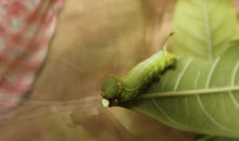 我的昆虫迷表哥