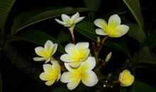 那些心间的鸡蛋花