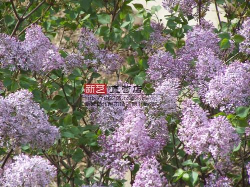 丁香和白丁香