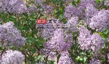 白丁香紫丁香读后感