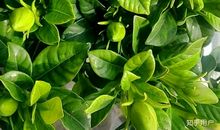 读《栀子花和小女孩》有感