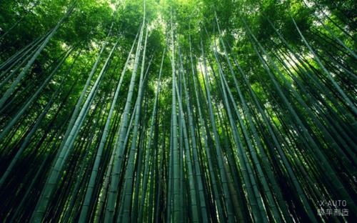 了解竹林
