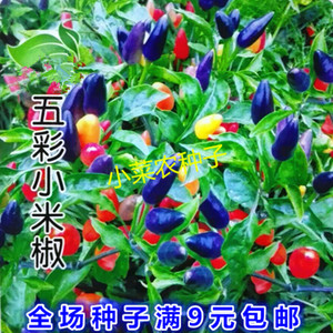 五彩辣椒生长更快
