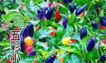 五彩辣椒快快长