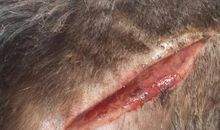 我家六口子的“职位”