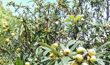 令人神往的东山书院