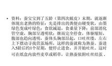 蚕宝宝的一生作文三年级