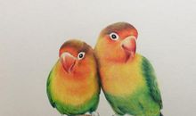 我爱你们红牡丹鹦鹉