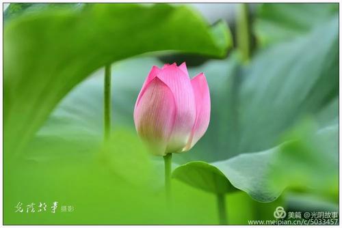 一朵莲花在我心中绽放