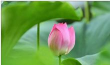 一朵莲花在我心中绽放