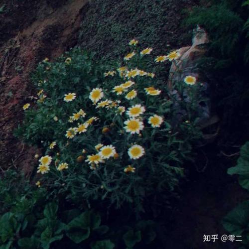 我今年春天很美