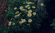 今年春天我很美