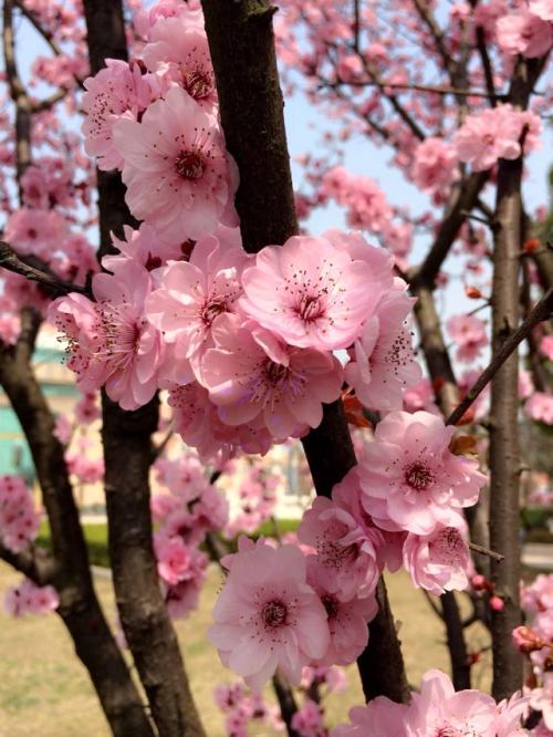 我爱桃花
