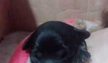 真想要一只小狗