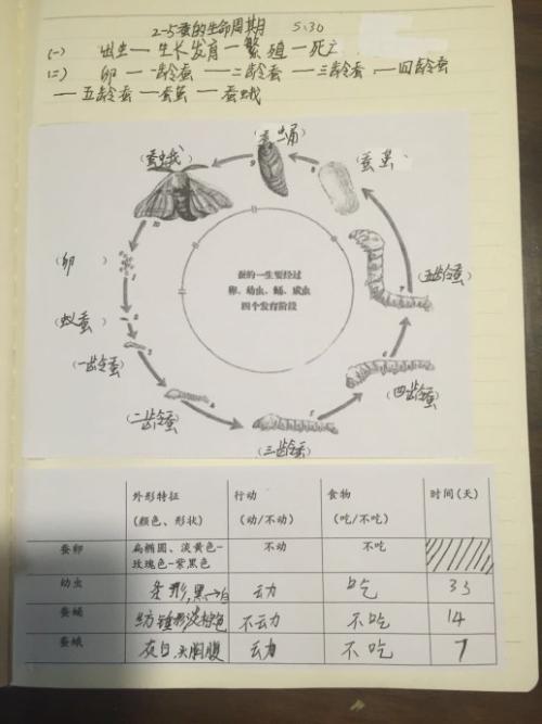 蚕的生命周期