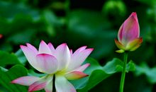 在江南我愿做一朵荷花