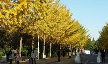 皖西学院的秋天