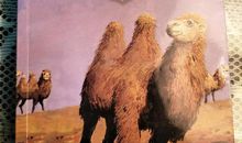 读《骆驼王子》有感