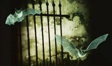 蝙蝠致人类的一封信