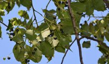 一棵樟树的自述