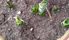 我在春天插柳枝