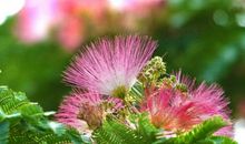 那些看似美丽的花儿