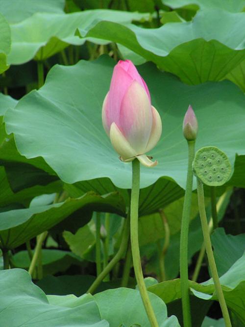 宁静的莲花