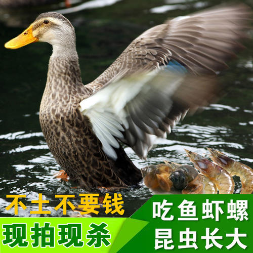 大公鸭